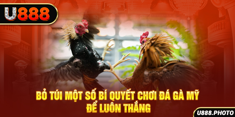 Bỏ túi một số bí quyết chơi đá gà Mỹ để luôn thắng