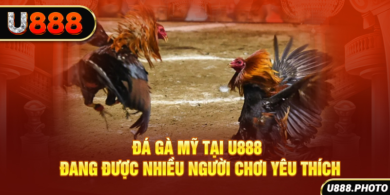 Đá gà Mỹ tại U888 đang được nhiều người chơi yêu thích